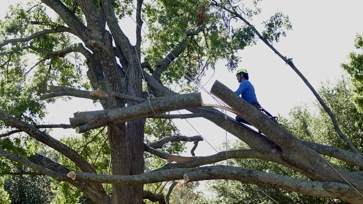 Professional Crown Thinning performed by certified arborists in Treadwell