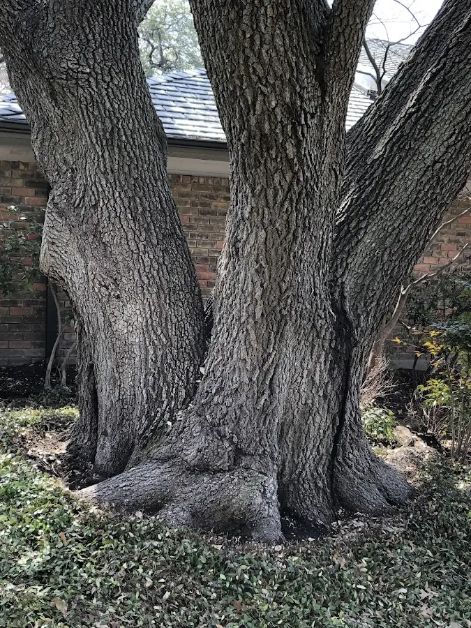 Mature heritage tree close to a Treadwell property cared for by certified arborists